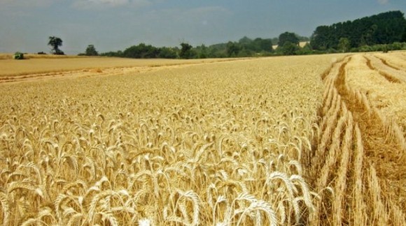 La producción mundial de cereales caerá un 1,69% en la próxima campaña