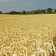 La producción mundial de cereales caerá un 1,69% en la próxima campaña