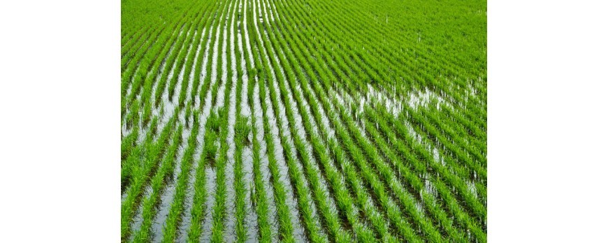 Se insta a la UE a establecer un limite para las importaciones de arroz