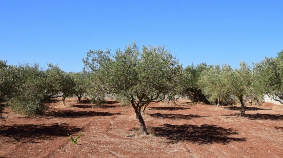 La producción nacional de aceite de oliva crecerá un 2,3 por ciento anual hasta 2030