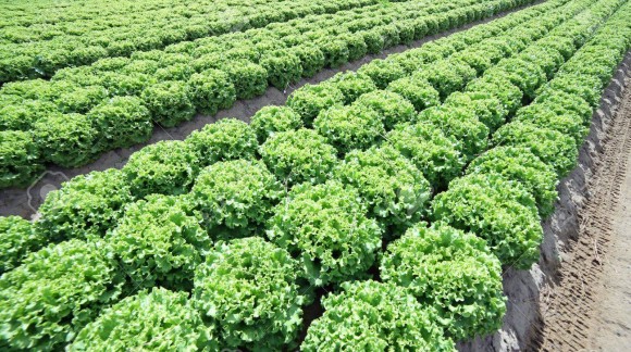 El BOE publica condiciones para suscribir líneas de seguros a cultivos hortícolas