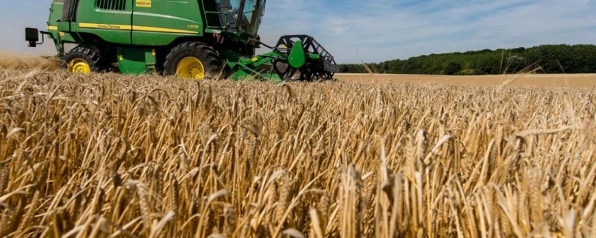 Subida anual de los precios del cereal por la sequía y la baja producción