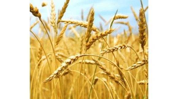 Continúa la caída de precios de cereales, a excepción del trigo duro