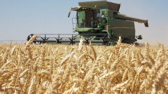 El precio de cereales confirman lo peor, están a la baja y descenso en todas categorías
