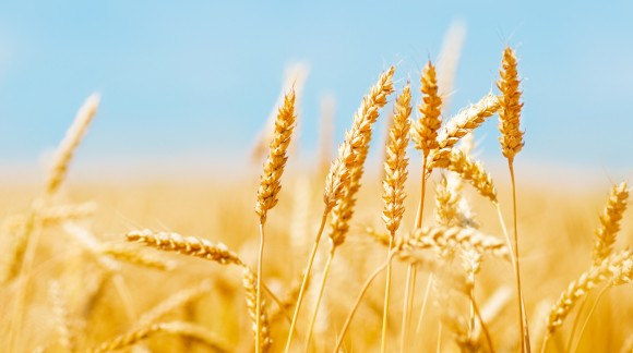 Bajan de nuevo los precios de los cereales, a excepción del trigo duro