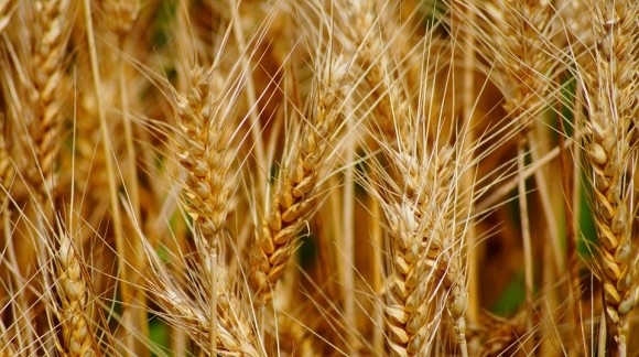 Las especulaciones de los mercados mayoristas fijan unos precios de cereales muy variables
