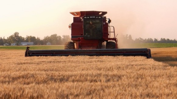 El precio del trigo sigue descendiendo como las últimas semanas