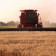 El precio del trigo sigue descendiendo como las últimas semanas