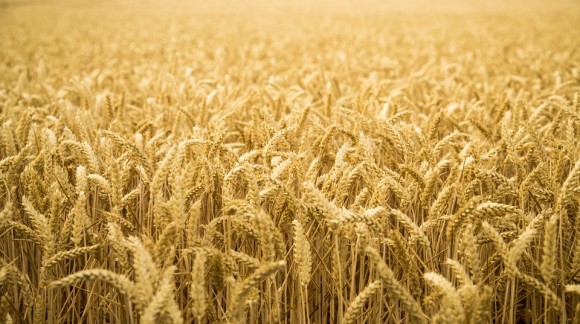 Nueva subida del precio de los cereales, a excepción del trigo duro