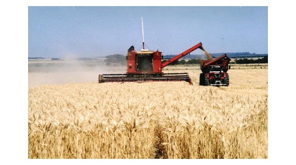 Se prevé un descenso en la producción mundial de cereales del 1,32 por ciento