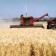 Se prevé un descenso en la producción mundial de cereales del 1,32 por ciento