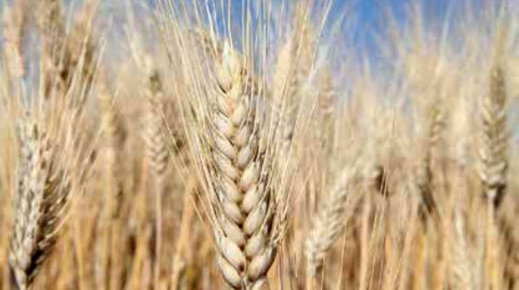 El precio del trigo blando y de la cebada baja, mientras que el precio del maíz se mantiene invariable
