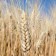 El precio del trigo blando y de la cebada baja, mientras que el precio del maíz se mantiene invariable