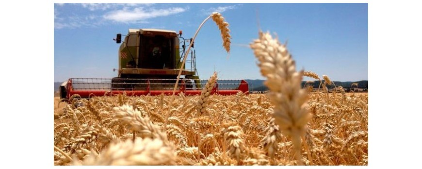 Durante la última semana, bajan los precios del trigo y maíz