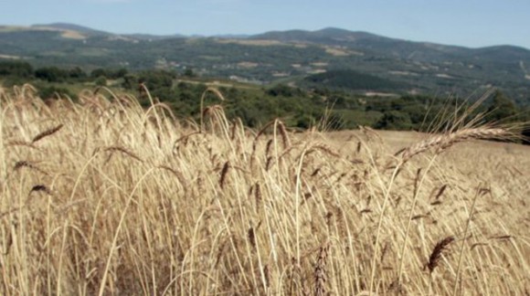 Hoy puedes consultar los precios de la lonja del Ebro y Lerida en Agroiberica