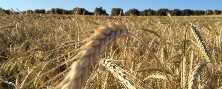 Los mercados mayoristas continúan bajando el precio de los cereales