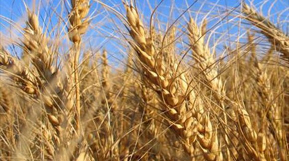 El precio de la cebada se dispara y el trigo baja levemente
