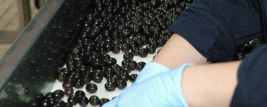 España pierde más de 8 millones de euros en exportaciones por los aranceles a la aceituna negra