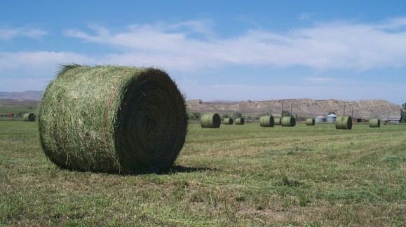 Las exportaciones suben el precio de la alfalfa hasta 12 euros