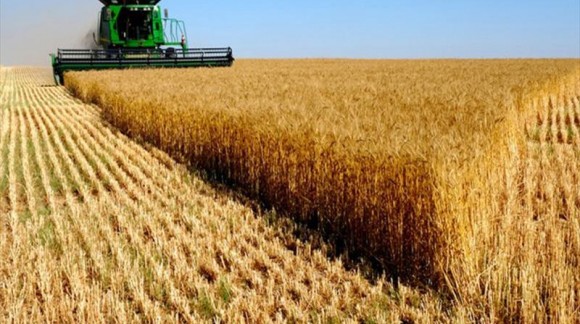 La producción mundial de cereales bajará un 2,49% en la campaña 17-18 pero puede ser positivo para España