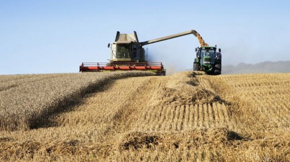 Caida generalizada de los precios de los cereales a excepción del trigo duro