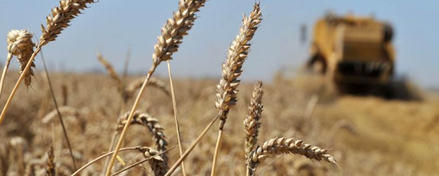 Nueva bajada de precios de los cereales para final de año