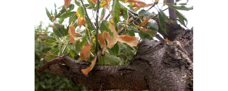 En Vall de Gaudalest impiden que se talen árboles afectados por la Xylella Fastidiosa