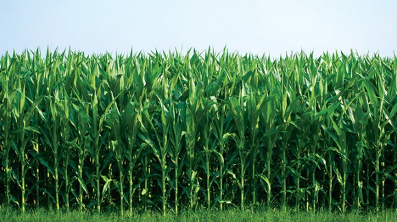 Ya se ha cosechado el total del maíz de León y el rendimiento es bueno aunque con bajos precios