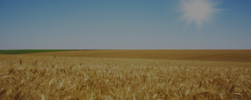 El trigo duro sigue aumentando su precio esta semana con dos euros por tonelada