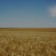El trigo duro sigue aumentando su precio esta semana con dos euros por tonelada