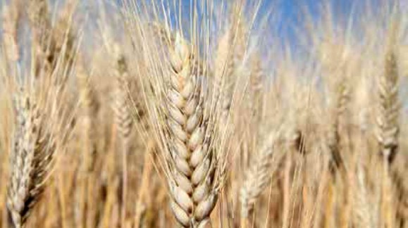Otra semana más, el trigo duro sube de precio, aunque no el resto de cereales