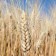 Otra semana más, el trigo duro sube de precio, aunque no el resto de cereales