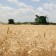 El informe USDA corrige el precio del trigo y deja dudas sobre su cotización