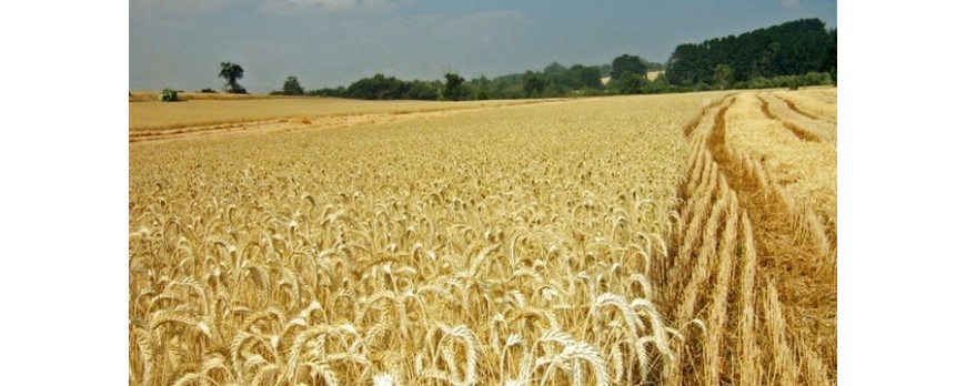Continúa el descenso de precios en cereales, salvo al trigo duro y cebada