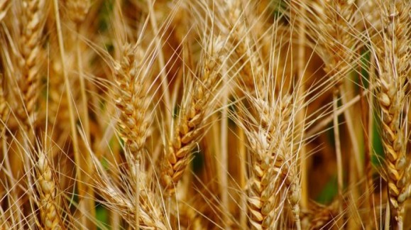 El precio medio del trigo duro continúa al alza como el resto de este año