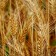 El precio medio del trigo duro continúa al alza como el resto de este año