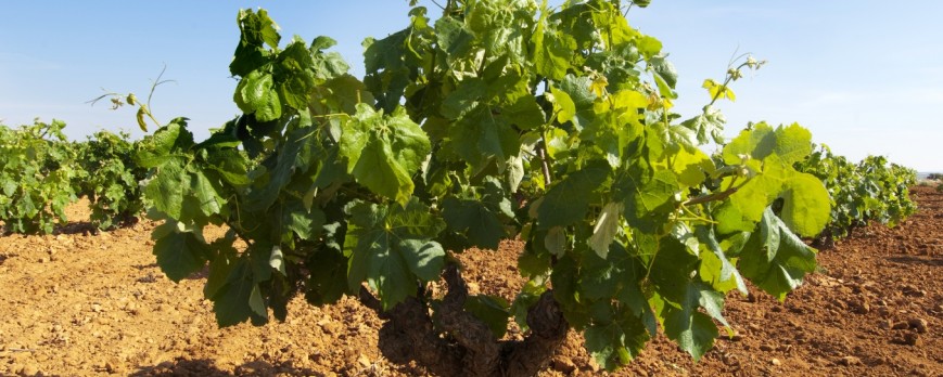 Asaja registra un 30% menos de producción vitivinícola en Castilla La Mancha