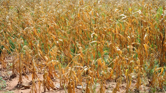 El maíz seco cotiza a 171 euros la tonelada en la lonja de León