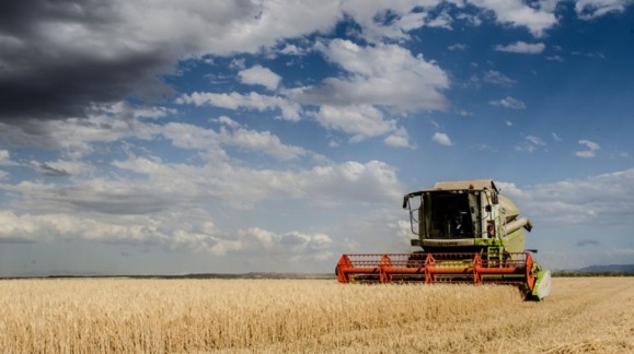 La cebada y el trigo encabezan la subida de precios de los cereales esta semana