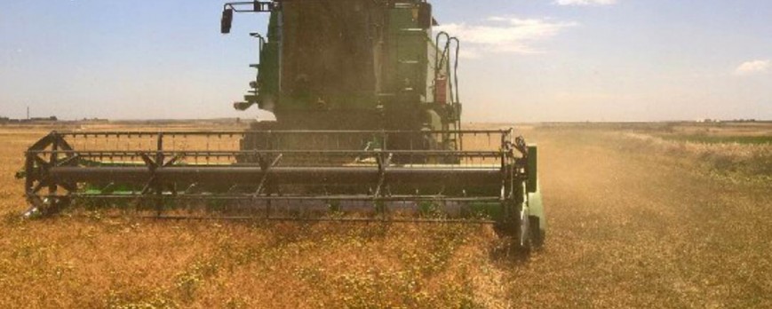 El trigo duro sube de precio considerablemente, pero el resto de cereales bajan su cotización