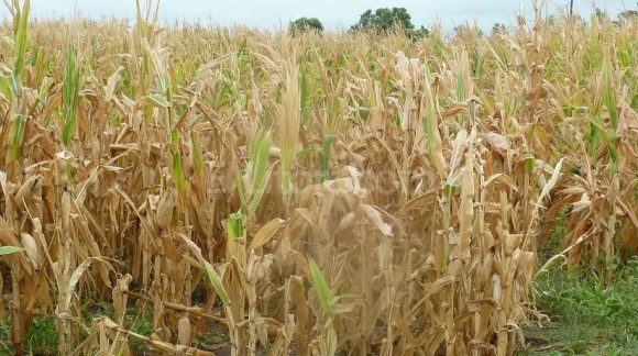 Pronostican un verano de sequía que beneficiará a la agricultura española
