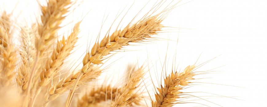 Continúa el descenso de los precios mayoristas de los cereales