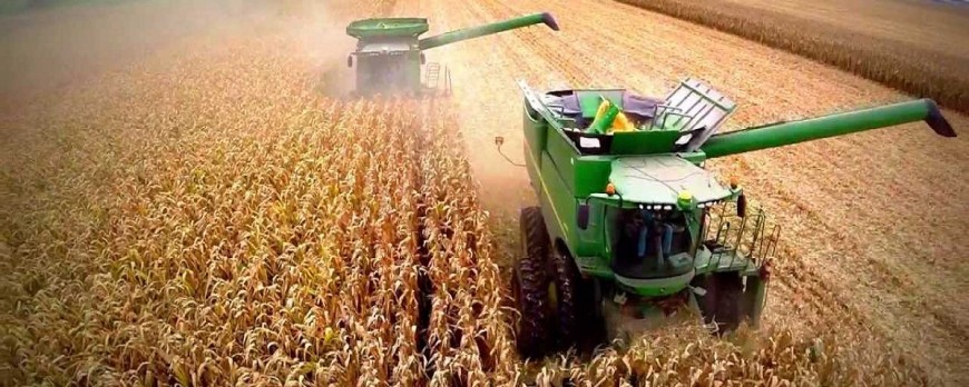 El precio del maíz sube algo esta semana, aunque el resto de cereales no ha variado su tendencia negativa