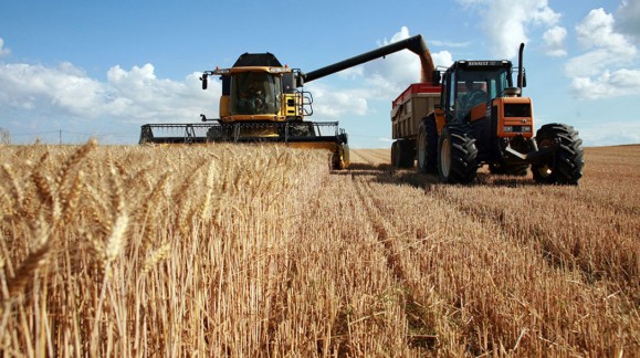 El precio del trigo duro es el único que sube esta semana, con descensos acusados del trigo blando, cebada y maíz