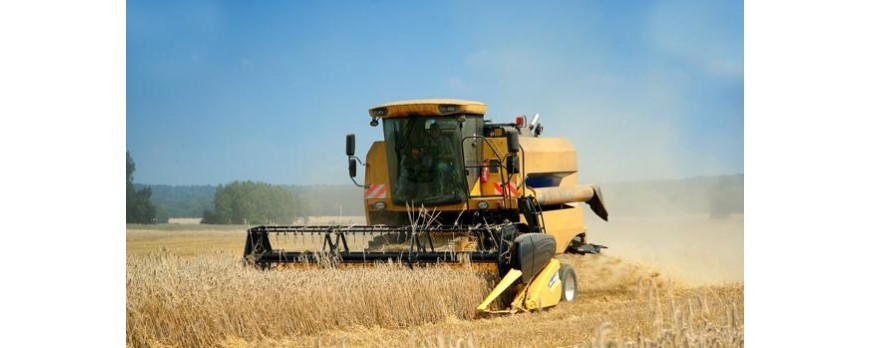 El trigo blando, cebada y maíz recuperan su cotización y precios al alza