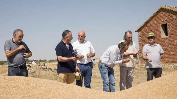 La cosecha de cereal en Castilla y León se reduce un 17%