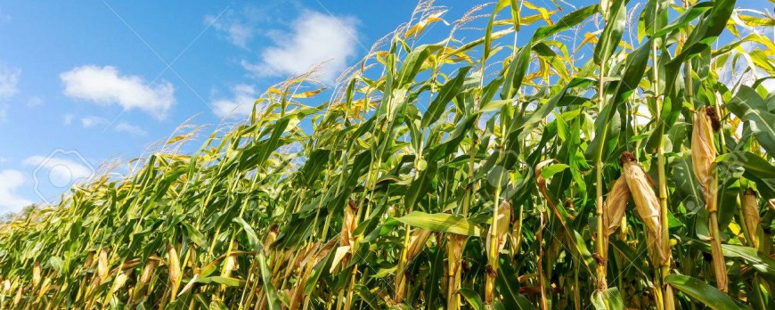 El maíz y el trigo duro suben sus precios, el resto de cereales no