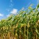 El maíz y el trigo duro suben sus precios, el resto de cereales no