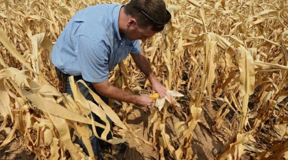 En Extremadura estiman un 10% de pérdidas en la producción de la campaña de maíz