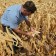En Extremadura estiman un 10% de pérdidas en la producción de la campaña de maíz